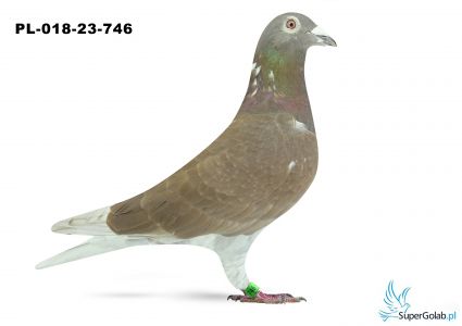 PL-018-23-746