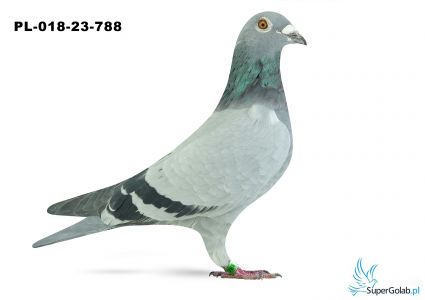 PL-018-23-788