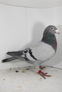 PL-0180-17-3588 + Gratis PL-11-PZHGP-487814