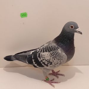 PL-0182-18-7047 Super Inb. SK-*116* 23 Młody Słowacji