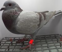 PL-0182-20-8029 Linia