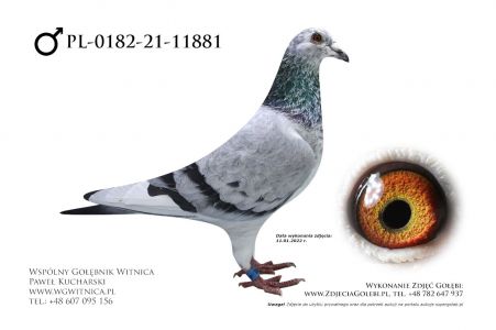 PL-0182-21-11881: Perszing, m.in. 23m. z FINAŁU