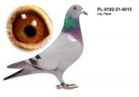 PL-0182-21-4015 org. Pająk