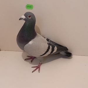 PL-0182-21-9989 LOTOWANY 6 Lotnik Oddziału