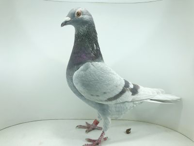 PL 0182 22 11589– org. JM Team Jelonek Marcin  - / 68m – SuperCup 580km /  (prawdopodobnie samczyk)