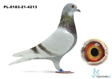 PL 0183 21 4213  Bućko P.D.