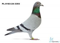 PL-0183-24-3393 - Arkadiusz Herka  8 - AS Daleki Dystans 