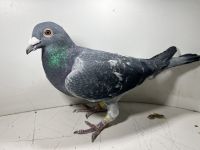 PL-0184-20-12087