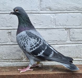 Pl-0185-19-13331 Janssen B.Czarny