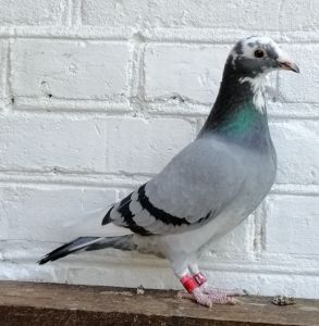 Pl-0185-22-2328 A. Drapa