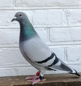 Pl-0185-22-2333 T. Ruminski /M. Kampinos