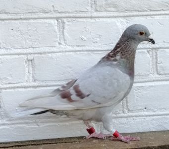 Pl-0185-22-2371 A.Drapa