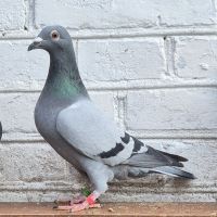 Pl-0185-23(25r)-8789