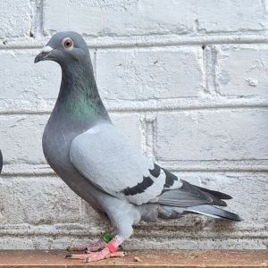 Pl-0185-23(25r)-8789