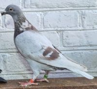 PL-0185-23(25r)-8791