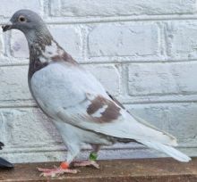 PL-0185-23(25r)-8791