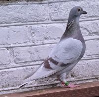 PL-0185-23(25r)-8791A.Drapa