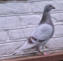 PL-0185-23(25r)-8791A.Drapa