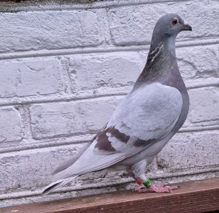 PL-0185-23(25r)-8791A.Drapa