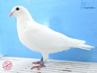 PL-0186-12-3431