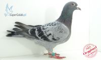 PL-0186-12-3472
