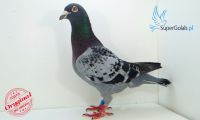 PL-0186-13-5116