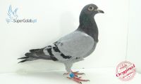 PL-0186-13-6004