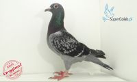 PL-0186-14-18284