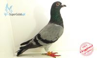 PL-0186-14-18506