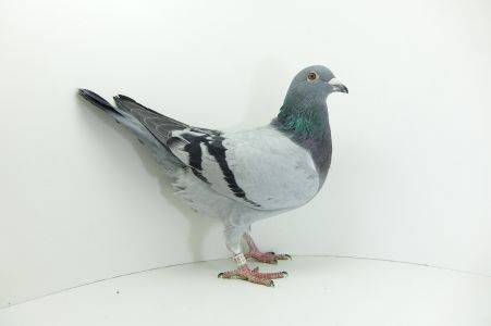 PL-0186-20-4055 - Linia Giform