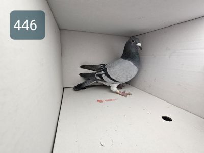 Pl-0186-20-446 - Org. Czesław Kurzawa - 100% Vandenabele - inbred na Returned Bliksem