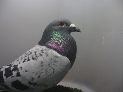 PL 0186 21 17889 Janssen z polączenia super linii Vos 019/Red Rum/Voske