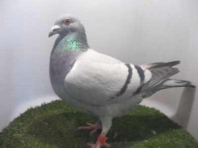 PL 0186 21 6469 z połączenia Ojciec Janssen czystość linii,matka Linia Szarków k.Paszek