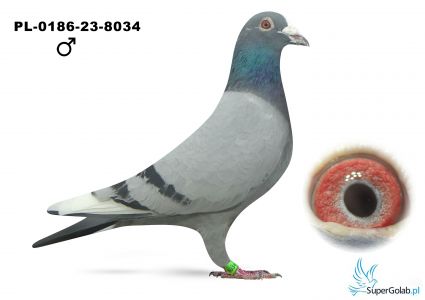 PL-0186-23-8034