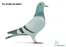 PL-0186-25-6841 24. OKRĘG POZNAŃ 