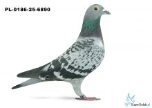 PL-0186-25-6890 24. OKRĘG POZNAŃ