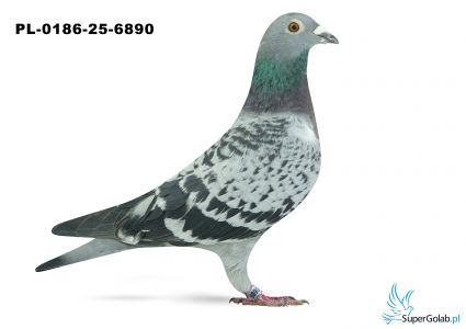 PL-0186-25-6890 24. OKRĘG POZNAŃ