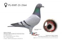 PL-0187-21-2164 - samica