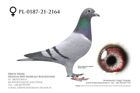 PL-0187-21-2164 - samica