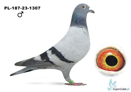 PL-0187-23-1307 - Koło Team - 1 gołab z finału