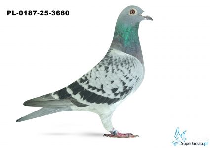 PL-0187-25-3660 3. OKRĘG KONIN