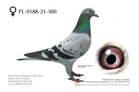 PL-0188-21-300: Ciepły Bogusław, m.in. 22m. z FINAŁU