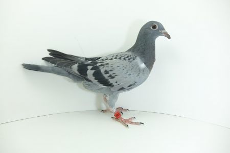 PL-0188-22-5040 Tomasz Rumiński