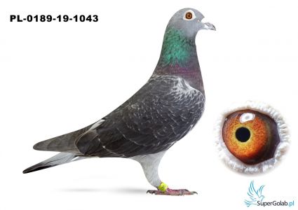 PL-0189-19-1043 – podwójna wnuczka „Czerwonej 66” i wnuczka „Celebryty” (łącznie 21 x konkurs w pierwszej „6”) 