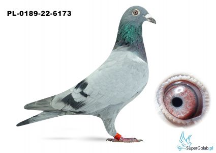 PL-0189-22-6173 – prawdopodobnie samiec - syn „DoubleOne” (13 x konkurs w pierwszej „12”) x córka „Top Inbreed” („Celebryta” x „Temida”) 