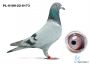 PL-0189-22-6173 – prawdopodobnie samiec - syn „DoubleOne” (13 x konkurs w pierwszej „12”) x córka „Top Inbreed” („Celebryta” x „Temida”) 