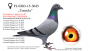 PL-0189-22-6173 – prawdopodobnie samiec - syn „DoubleOne” (13 x konkurs w pierwszej „12”) x córka „Top Inbreed” („Celebryta” x „Temida”) 
