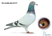 PL-0189-22-6177–samiec – syn „Rulera” (ojca „Celebryty”) x linia „Czerwonej 66” (11 x konkurs w pierwszej „6”) 