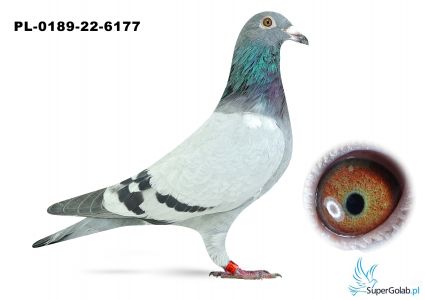 PL-0189-22-6177–samiec – syn „Rulera” (ojca „Celebryty”) x linia „Czerwonej 66” (11 x konkurs w pierwszej „6”) 