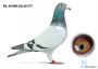 PL-0189-22-6177–samiec – syn „Rulera” (ojca „Celebryty”) x linia „Czerwonej 66” (11 x konkurs w pierwszej „6”)
